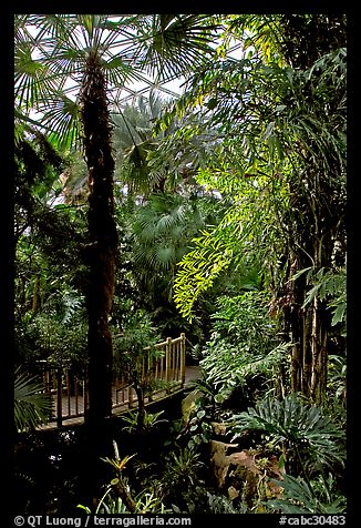 Tropical vegetation inside the dome of the Bloedel conservatory, Queen Elizabeth Park. Vancouver, British Columbia, Canada (color)