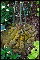 Elephant's foot plant,  Bloedel conservatory, Queen Elizabeth Park. Vancouver, British Columbia, Canada ( color)