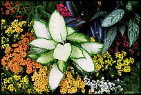 Tropical flowers and plants, Bloedel conservatory, Queen Elizabeth Park. Vancouver, British Columbia, Canada (color)