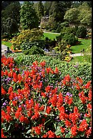 Flowers and sunken garden, Queen Elizabeth Park. Vancouver, British Columbia, Canada ( color)