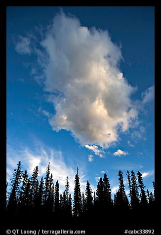 Trees and cloud, sunset. Yoho National Park, Canadian Rockies, British Columbia, Canada