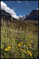 Wildflowers, mountains and Stanley Glacier, afternoon. Kootenay National Park, Canadian Rockies, British Columbia, Canada ( color)