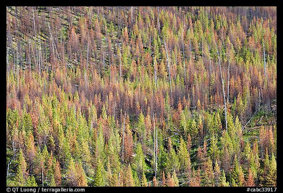 Partly burned forest on hillside. Kootenay National Park, Canadian Rockies, British Columbia, Canada (color)