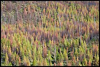 Partly burned forest on hillside. Kootenay National Park, Canadian Rockies, British Columbia, Canada ( color)