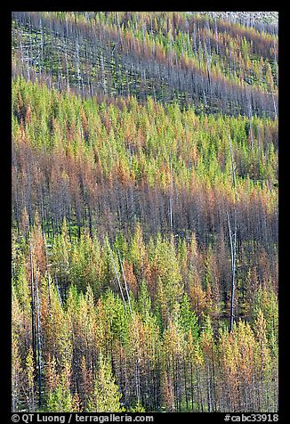 Partly burned trees on hillside. Kootenay National Park, Canadian Rockies, British Columbia, Canada (color)