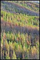 Partly burned trees on hillside. Kootenay National Park, Canadian Rockies, British Columbia, Canada ( color)