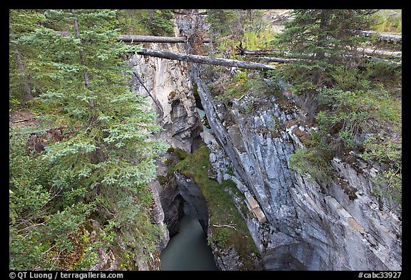 Narrow gorge spanned by fallen trees, Marble Canyon. Kootenay National Park, Canadian Rockies, British Columbia, Canada