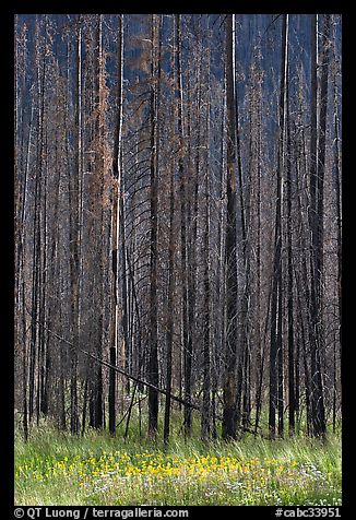 Burned trees and wildflowers. Kootenay National Park, Canadian Rockies, British Columbia, Canada