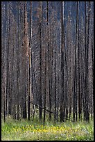 Burned trees and wildflowers. Kootenay National Park, Canadian Rockies, British Columbia, Canada