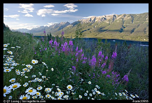 Daisies, fireweed, Mitchell Range and Kootenay Valley, late afternoon. Kootenay National Park, Canadian Rockies, British Columbia, Canada