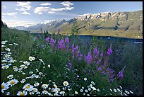 Daisies, fireweed, Mitchell Range and Kootenay Valley, late afternoon. Kootenay National Park, Canadian Rockies, British Columbia, Canada ( color)