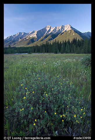 Yellow wildflowers in meadow below Mitchell Range, sunset. Kootenay National Park, Canadian Rockies, British Columbia, Canada