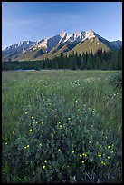 Yellow wildflowers in meadow below Mitchell Range, sunset. Kootenay National Park, Canadian Rockies, British Columbia, Canada ( color)
