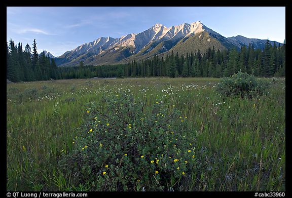 Meadow with wildflowers and Mitchell Range, sunset. Kootenay National Park, Canadian Rockies, British Columbia, Canada