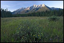 Meadow with wildflowers and Mitchell Range, sunset. Kootenay National Park, Canadian Rockies, British Columbia, Canada