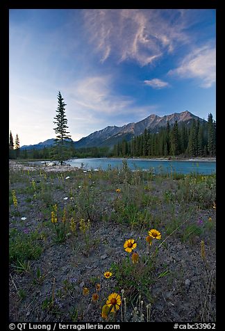 Sunflowers, Kootenay River, and Mitchell Range, sunset. Kootenay National Park, Canadian Rockies, British Columbia, Canada