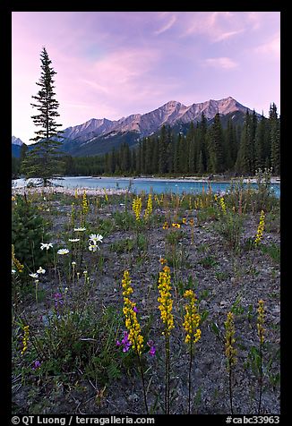 Yellow flowers, Kootenay River, and Mitchell Range, sunset. Kootenay National Park, Canadian Rockies, British Columbia, Canada