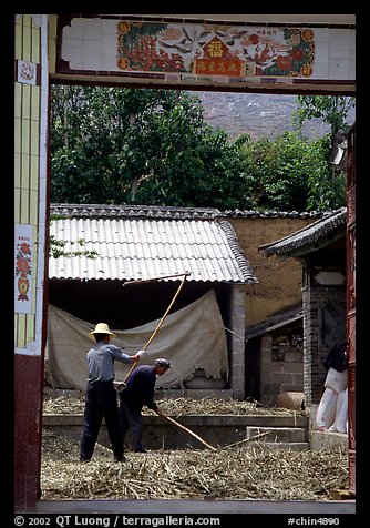 Men extract grains in a farm courtyard. Shaping, Yunnan, China (color)