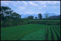 Fields. Baisha, Yunnan, China (color)