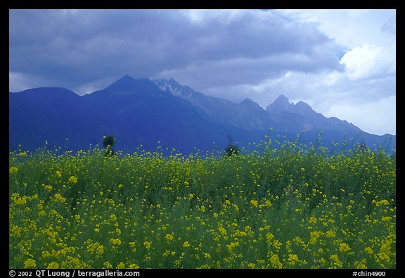 Fields with yellow mustard, below the Jade Dragon mountains. Baisha, Yunnan, China (color)
