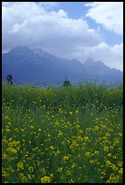 Fields with yellow mustard, below the Jade Dragon mountains. Baisha, Yunnan, China