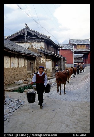 Through village streets with the cows. Baisha, Yunnan, China (color)