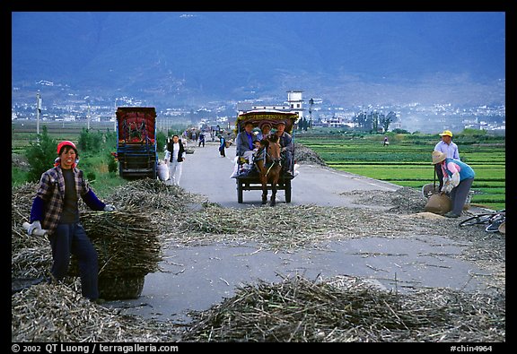 Grain being layed out on a country road (threshing). Dali, Yunnan, China (color)