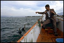 Cormorant fisherman sends out his birds. Dali, Yunnan, China (color)