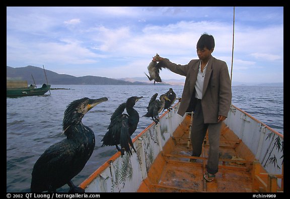 Cormorant fisherman regroups his birds at the end of fishing session. Dali, Yunnan, China