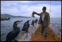 Cormorant fisherman regroups his birds at the end of fishing session. Dali, Yunnan, China ( color)