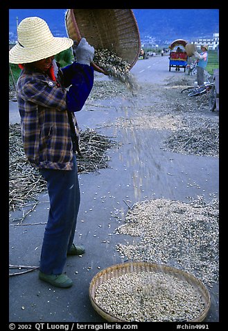 Woman sorts grain from hulls by pouring from a basket. Dali, Yunnan, China