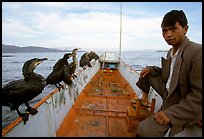 Fisherman and cormorant fishing birds. Dali, Yunnan, China