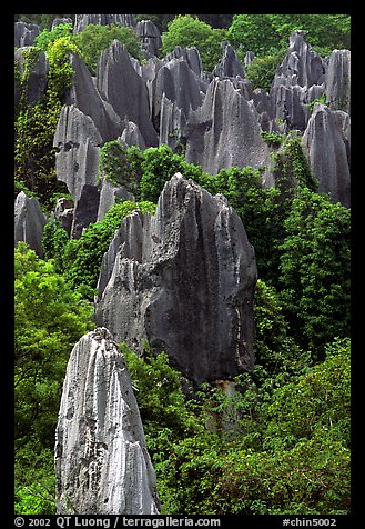 Trees and grey limestone pillars of the Stone Forest, eroded into fanciful forms. Shilin, Yunnan, China