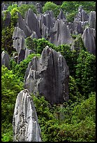 Trees and grey limestone pillars of the Stone Forest, eroded into fanciful forms. Shilin, Yunnan, China (color)