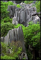 Details of maze of grey limestone pinnacles of the Stone Forst. Shilin, Yunnan, China (color)