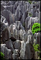 Grey limestone pillars of the Stone Forest. Shilin, Yunnan, China ( color)