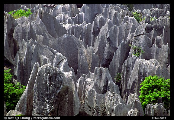 Grey limestone pillars of the Stone Forest. Shilin, Yunnan, China (color)