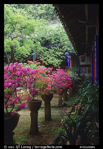 Courtyard of the Wufeng Lou (Five Phoenix Hall) with spring blossoms. Lijiang, Yunnan, China (color)