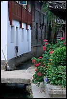 Flowers, canal, and houses. Lijiang, Yunnan, China ( color)