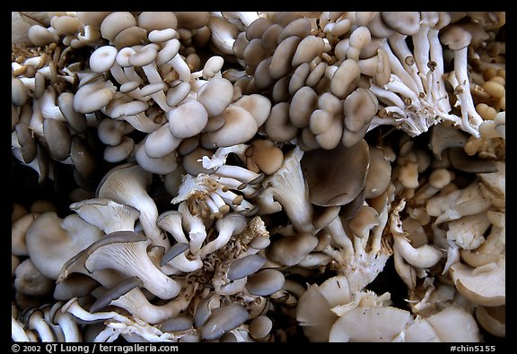 Mushrooms for sale at the market.  (color)