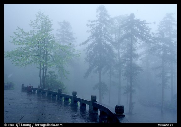 Trees outside Xiangfeng temple in mist. Emei Shan, Sichuan, China (color)
