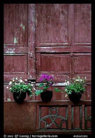 Potted flowers and wooden wall in Bailongdong temple. Emei Shan, Sichuan, China (color)
