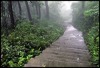 The staircase above Hongchunping. Emei Shan, Sichuan, China ( color)
