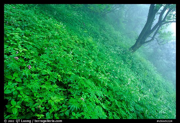 Lush hillside in mist between Hongchunping and Xiangfeng. Emei Shan, Sichuan, China (color)