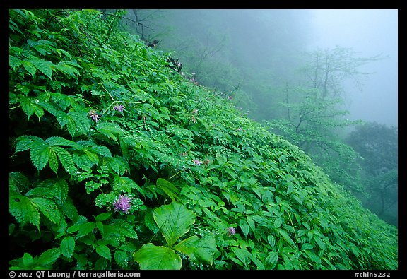 Wildflowers and ferns on a hillside in the fog between Xiangfeng and Yuxian. Emei Shan, Sichuan, China