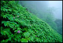 Wildflowers and ferns on a hillside in the fog between Xiangfeng and Yuxian. Emei Shan, Sichuan, China ( color)