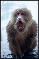 Aggressive monkey outside Yuxian temple. Emei Shan, Sichuan, China (color)
