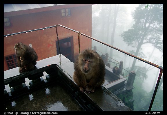 Monkeys outside Yuxian temple. Emei Shan, Sichuan, China (color)