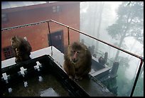 Monkeys outside Yuxian temple. Emei Shan, Sichuan, China ( color)
