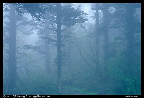 Trees in the mist between Xixiangchi temple and Leidongping. Emei Shan, Sichuan, China (color)